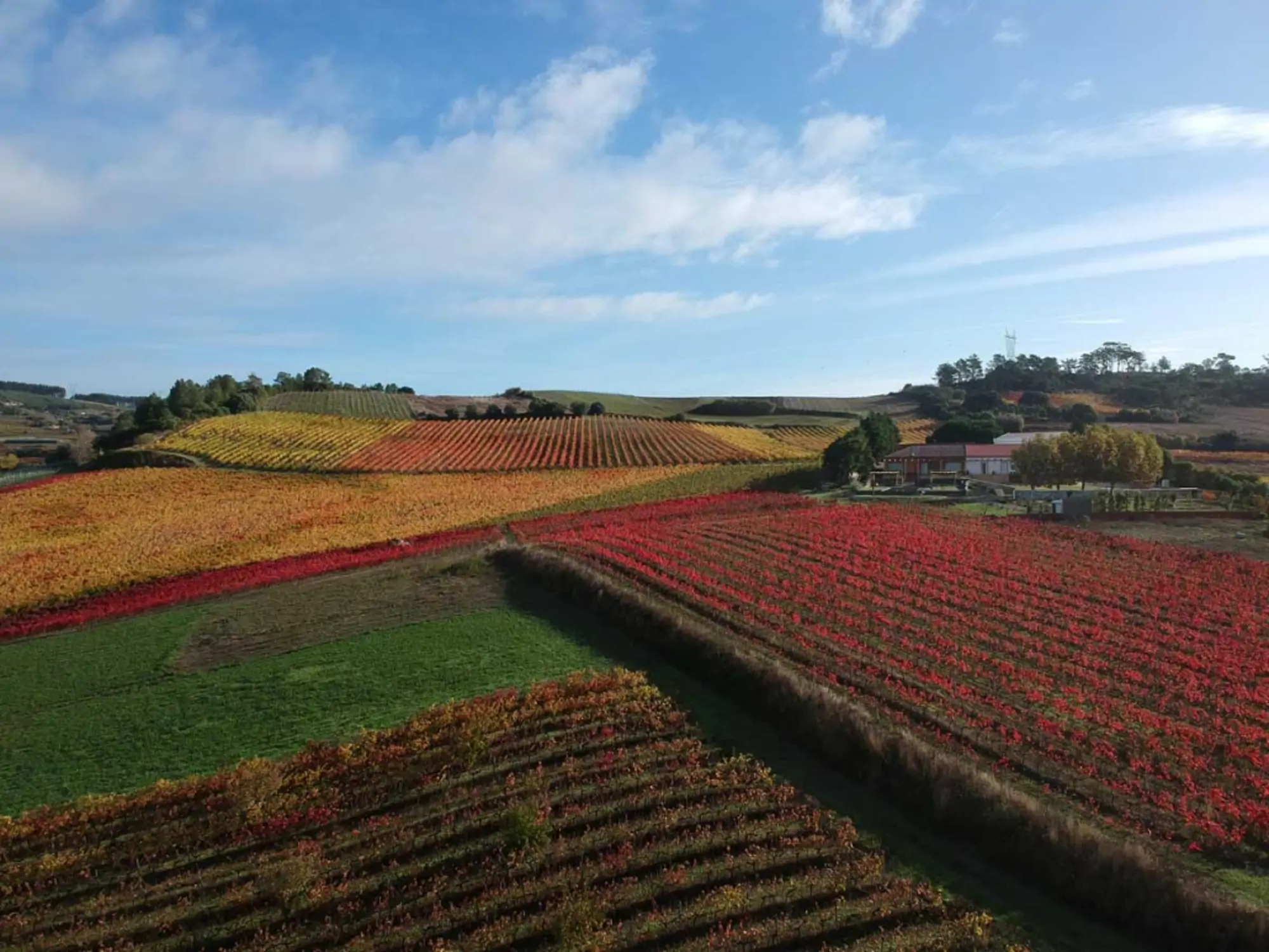 <p>Vinhos Ros&eacute;</p>