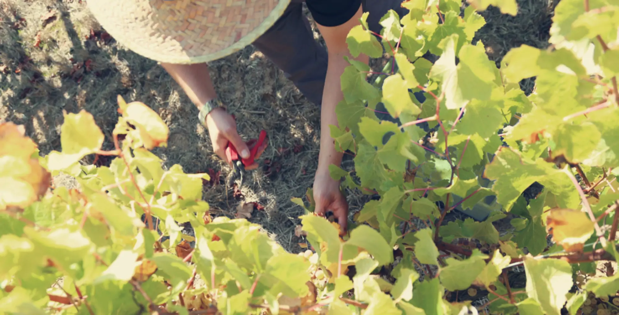 <p>Vinhos Tintos</p>